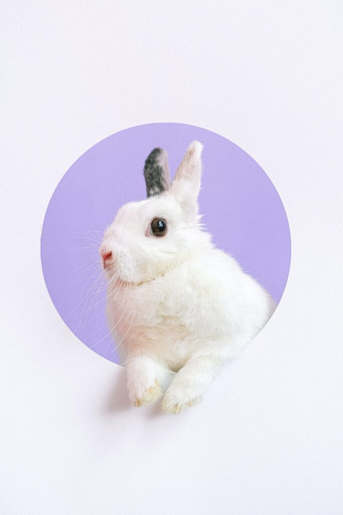 white rabbit, rabbit, cute, easter, pet, fluffy, white rabbit, white rabbit, white rabbit, white rabbit, white rabbit, rabbit, rabbit, rabbit